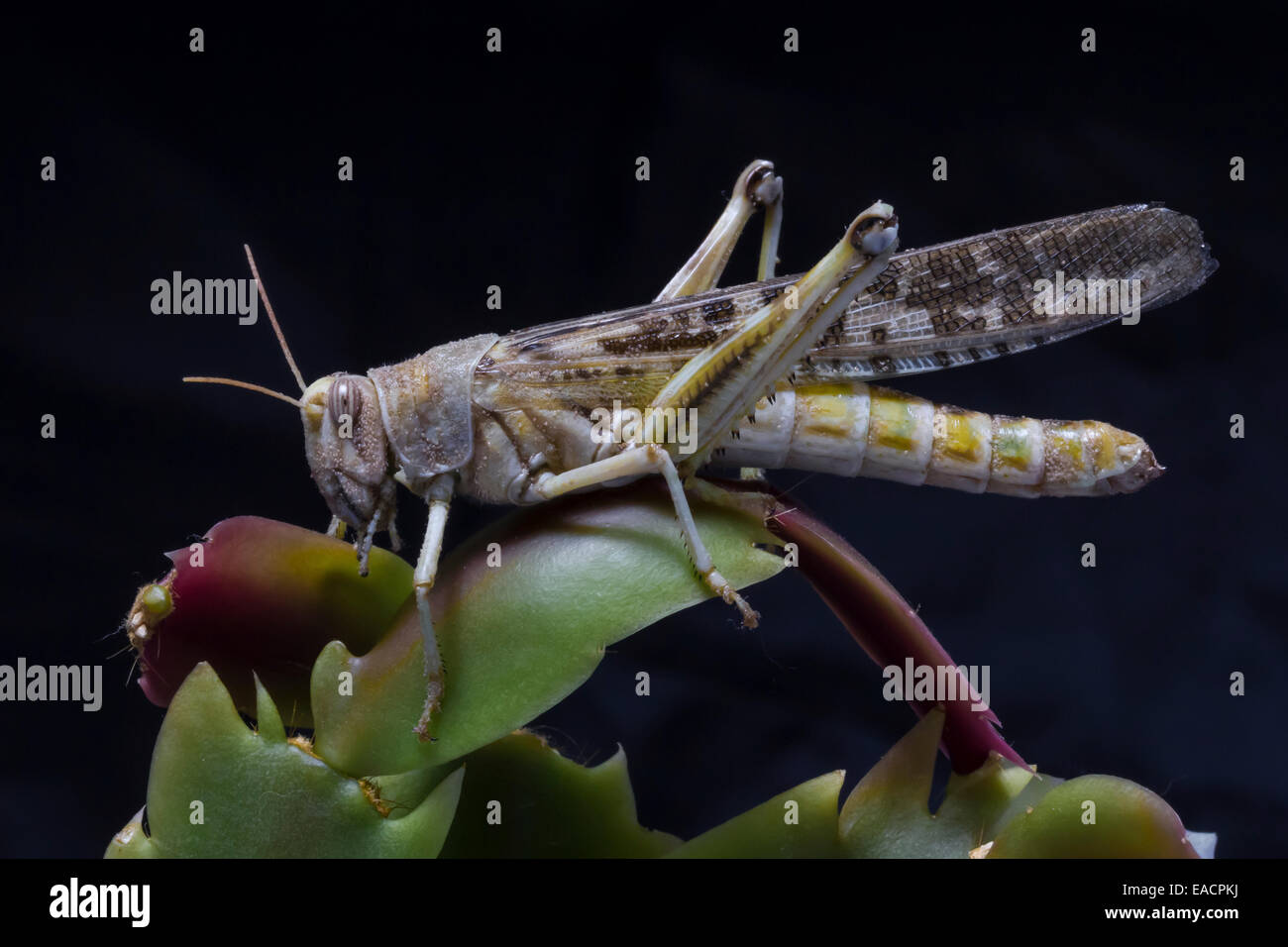 Chiudere fino al deserto locust sulla foglia di cactus Foto Stock