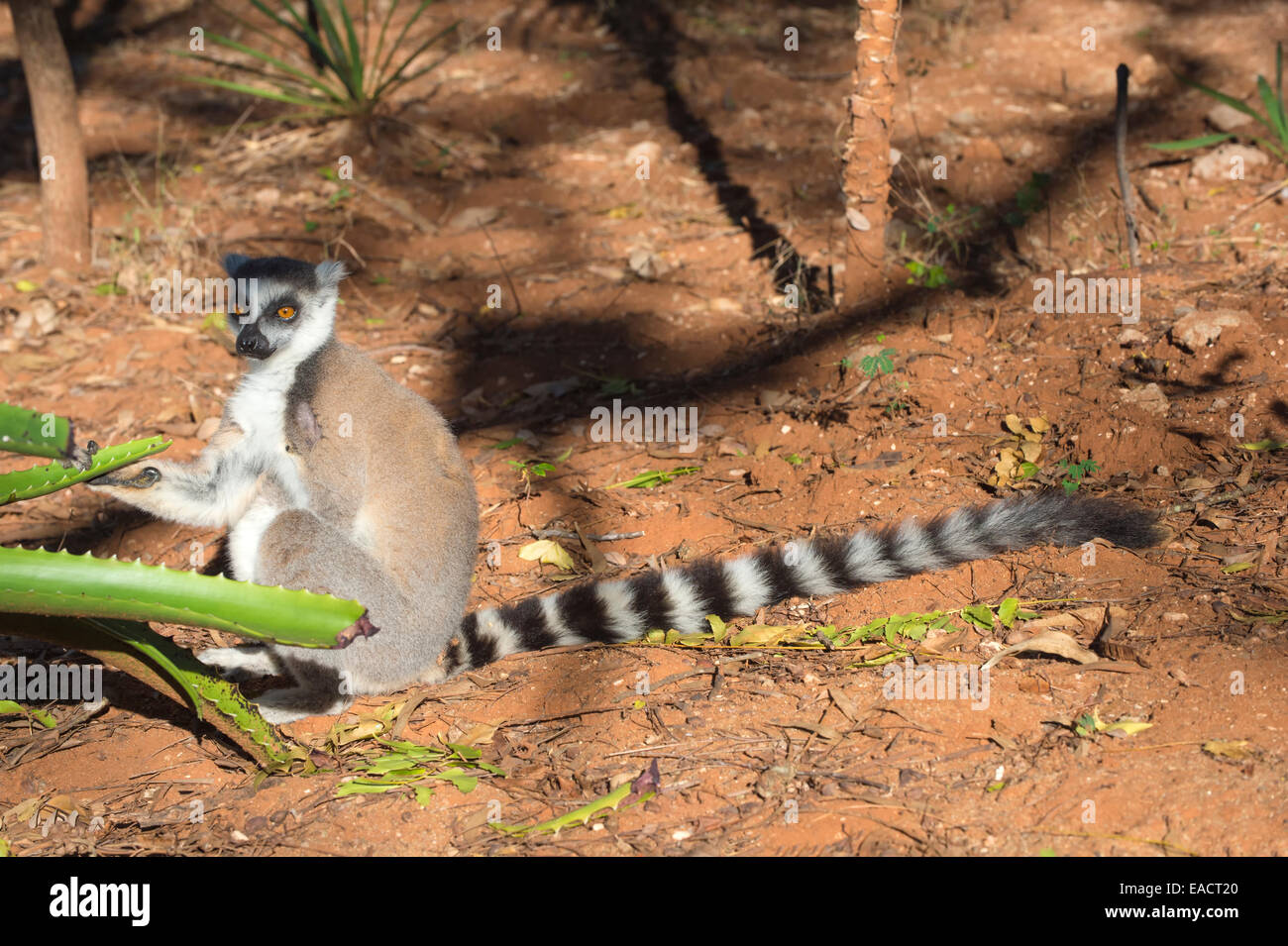 Anello-tailed Lemur (Lemur catta) alimentazione su cactus, Berenty riserva naturale, Fort Dauphin, provincia di Toliara, Madagascar Foto Stock