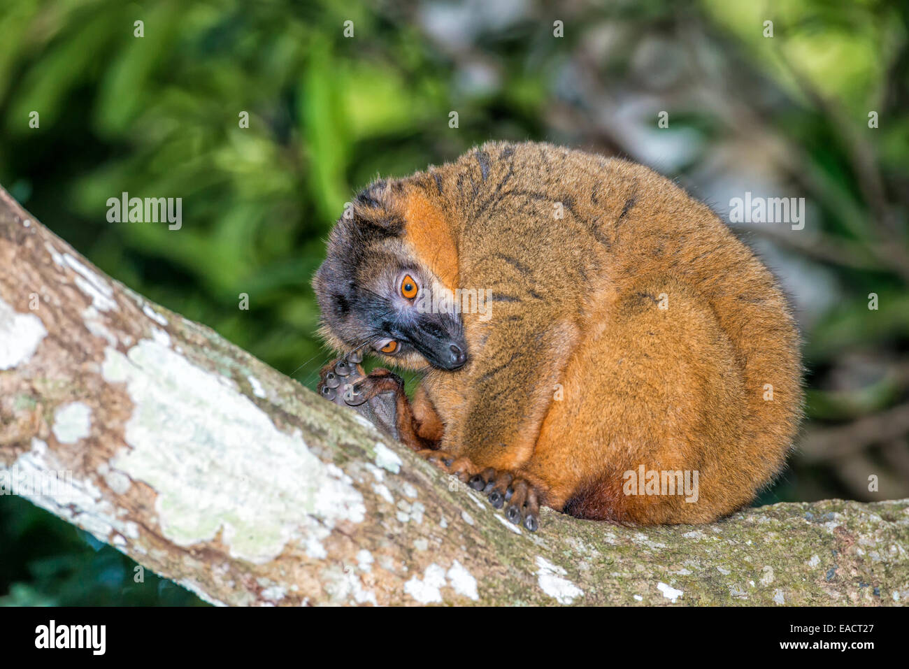 Collare lemure marrone (il Eulemur collaris), riserva di Nahampoana, Fort Dauphin, provincia di Toliara, Madagascar Foto Stock