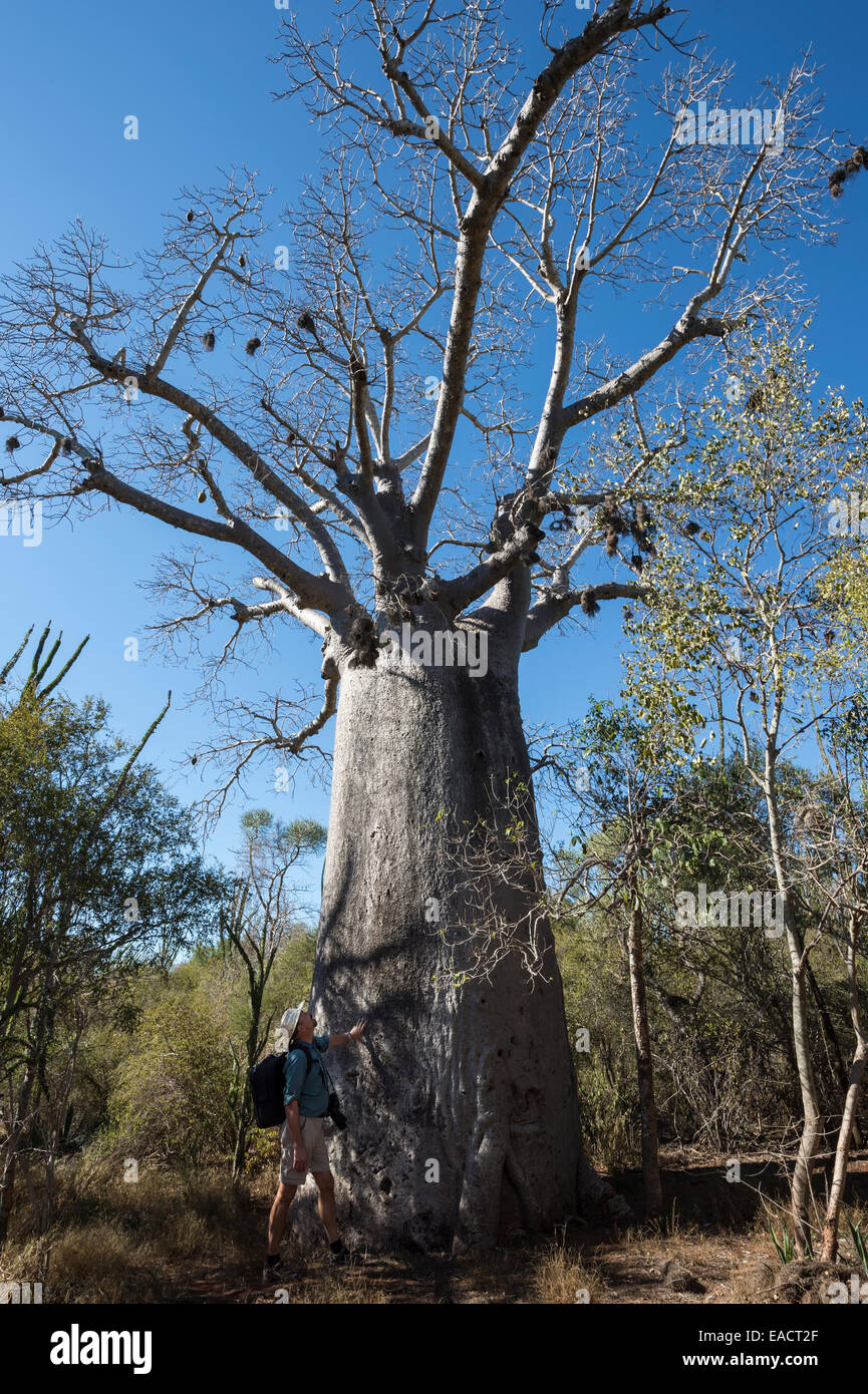 Naturalista rispettando un Adansonia za baobab, Berenty, Fort Dauphin, provincia di Toliara, Madagascar Foto Stock