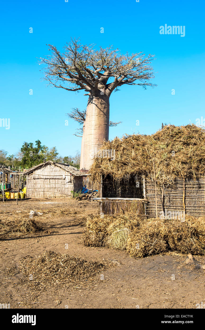 Baobab (Adansonia Grandidieri) e le tradizionali case in paglia, provincia di Toliara, Madagascar Foto Stock