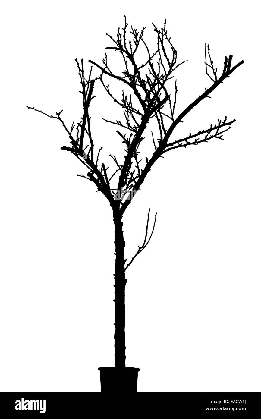 Silhouette nera di albero secco isolati su sfondo bianco. Primo piano. Foto Stock