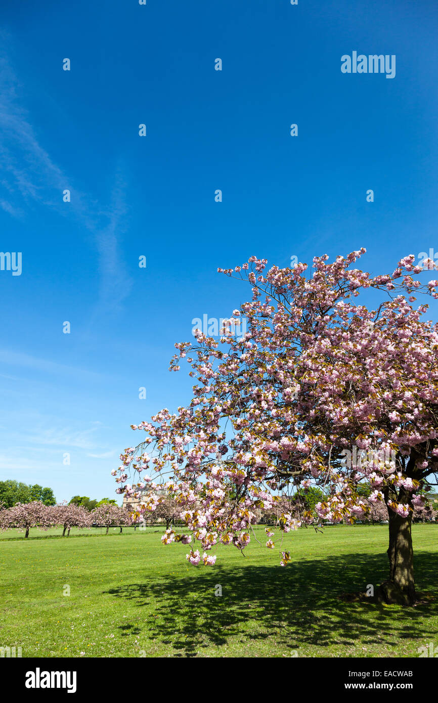 Fiore di Ciliegio sul Stray in Harrogate, Inghilterra Foto Stock