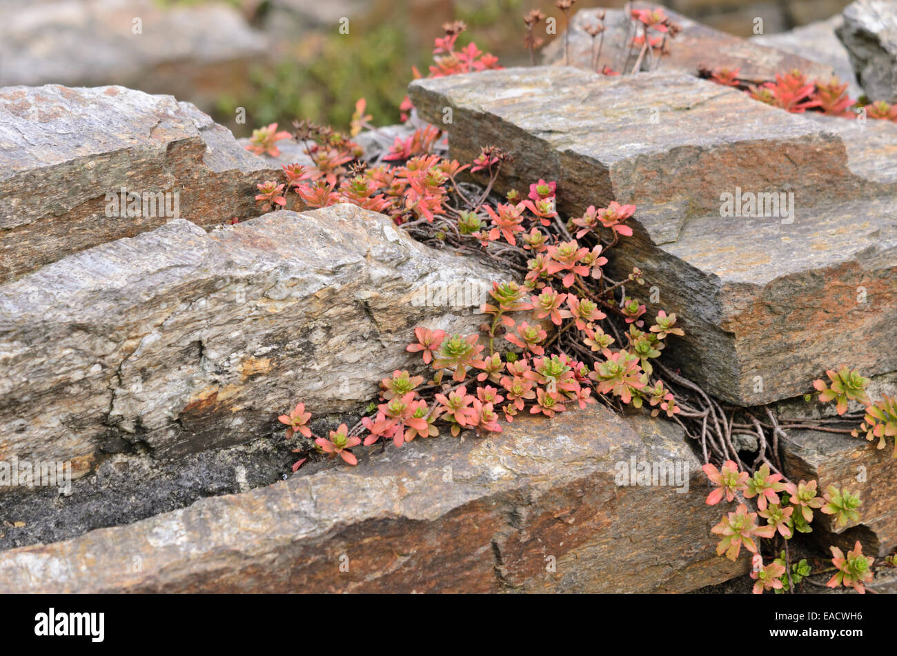 Stonecrop (sedum) a secco su un muro di pietra Foto Stock