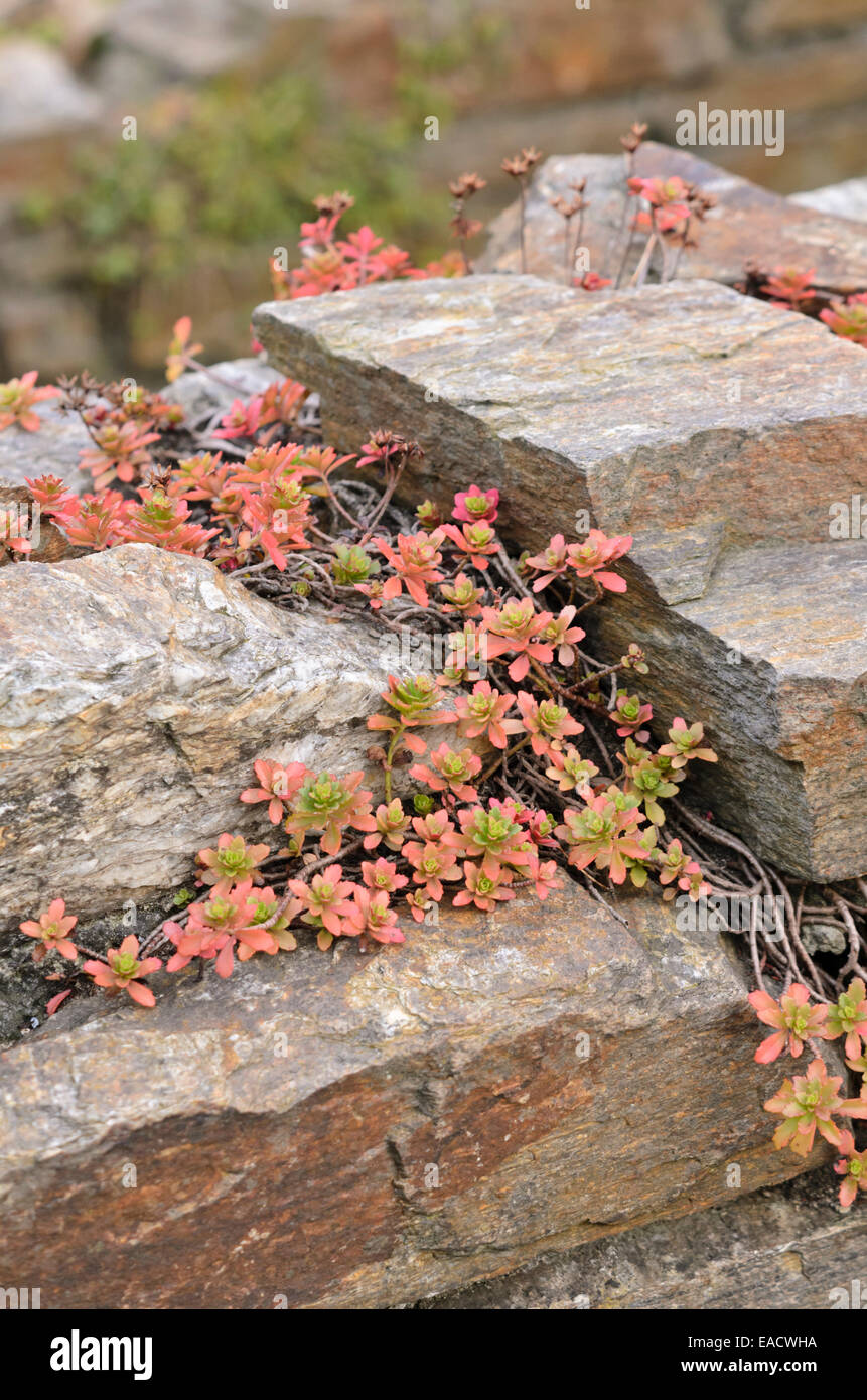Stonecrop (sedum) a secco su un muro di pietra Foto Stock