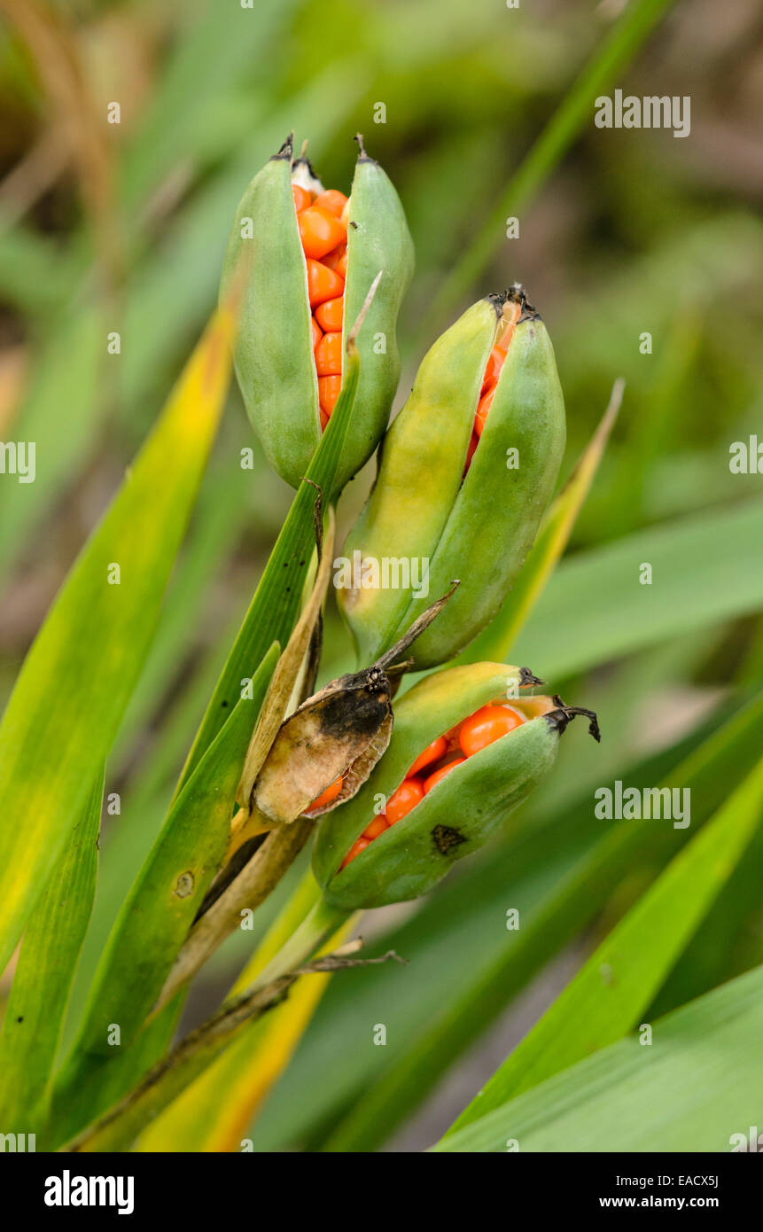 Puzzolente (iris iris foetidissima) Foto Stock