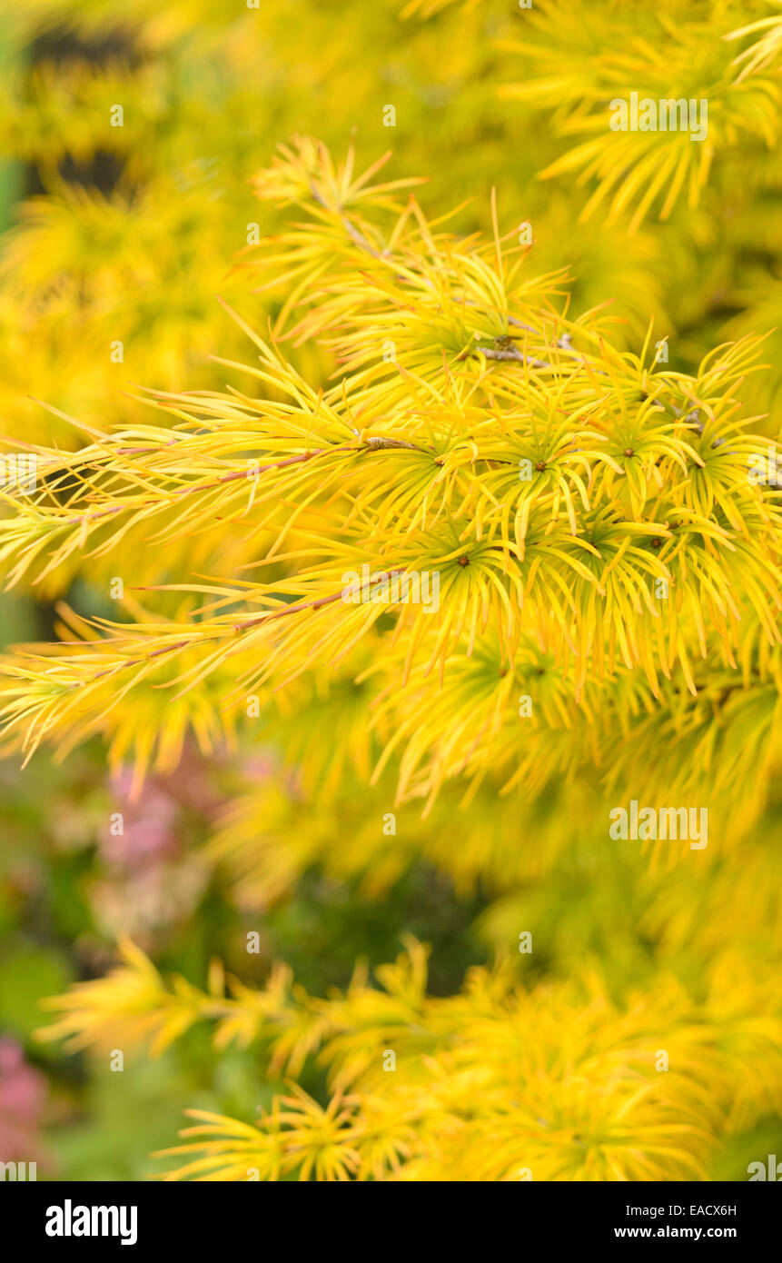Golden larice (pseudolarix amabilis) Foto Stock