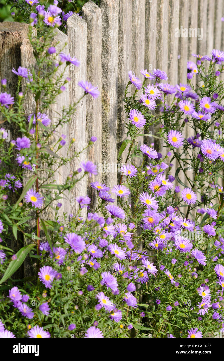 Astri (ASTER) in corrispondenza di una recinzione di legno Foto Stock