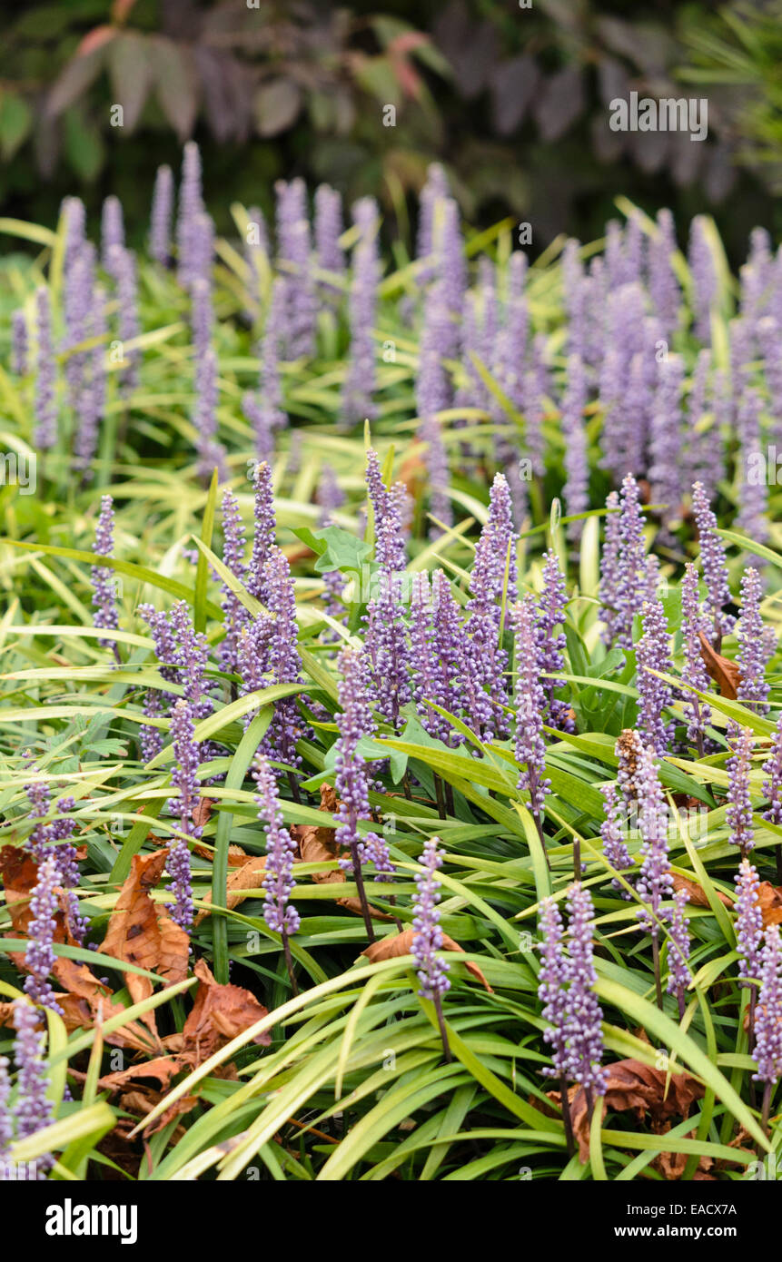 Big Blue lily turf (liriope muscari) Foto Stock