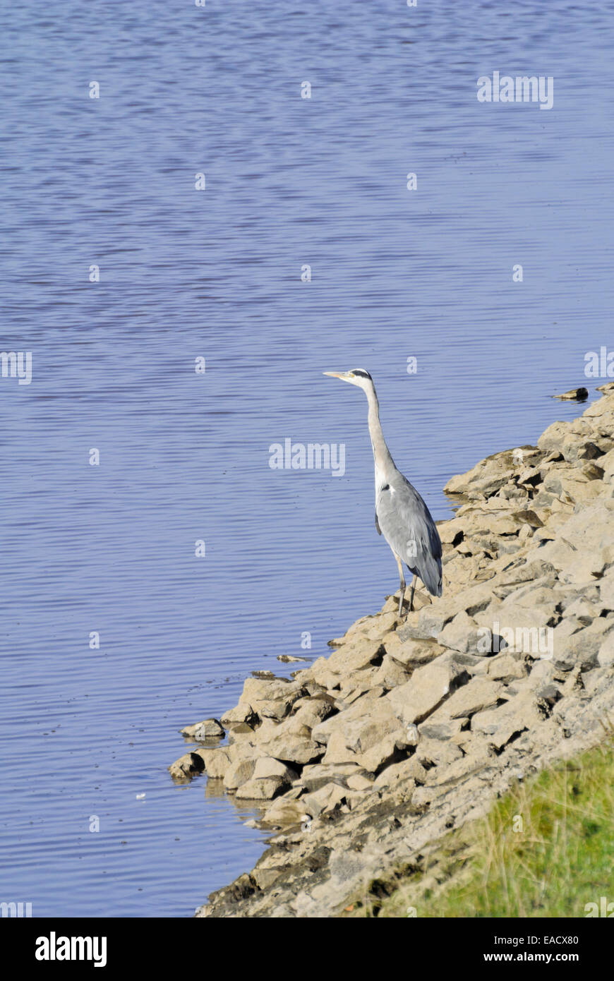 Airone cinerino (Ardea cinerea) Foto Stock