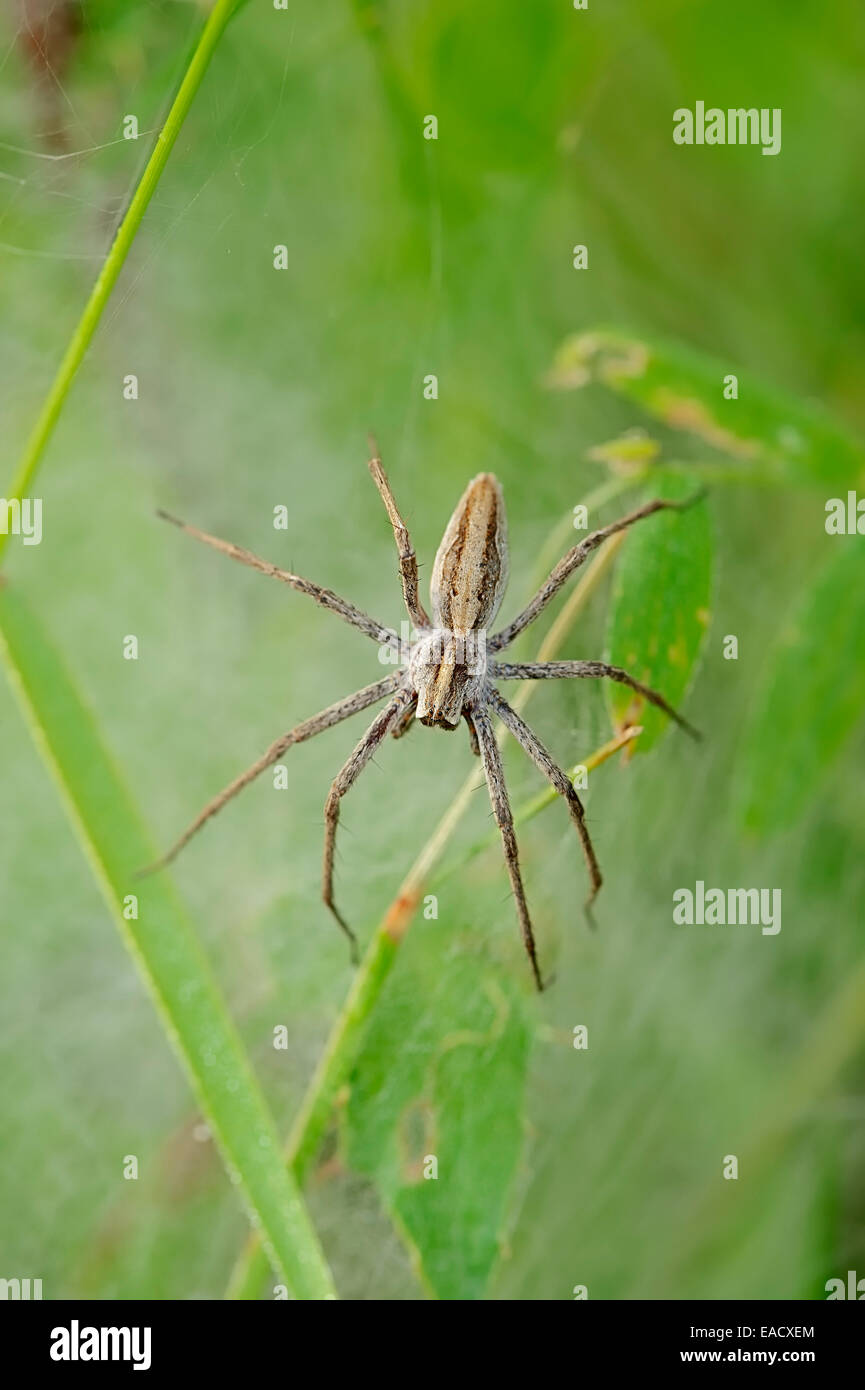Vivaio Spider Web (Pisaura mirabilis), femmina custodire i ragazzi al di sotto di un bozzolo, Renania settentrionale-Vestfalia, Germania Foto Stock