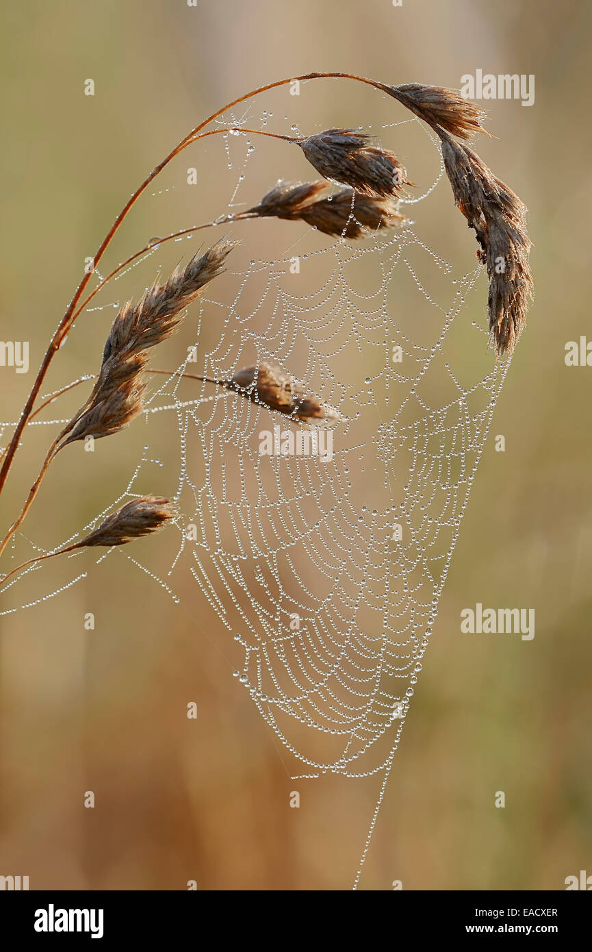 Spider Web con gocce di rugiada, Nord Reno-Westfalia, Germania Foto Stock