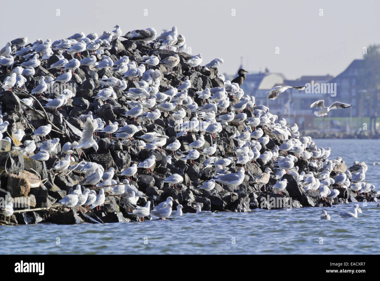 Grande cormorano (Phalacrocorax carbo) e gabbiani (Larus) al fiume Elba bocca vicino a Cuxhaven, Germania Foto Stock