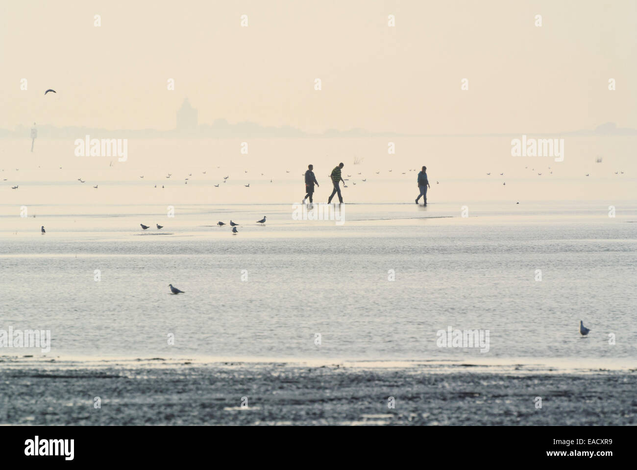 Gli escursionisti in mare di Wadden vicino all Isola di Neuwerk, Cuxhaven, Germania Foto Stock