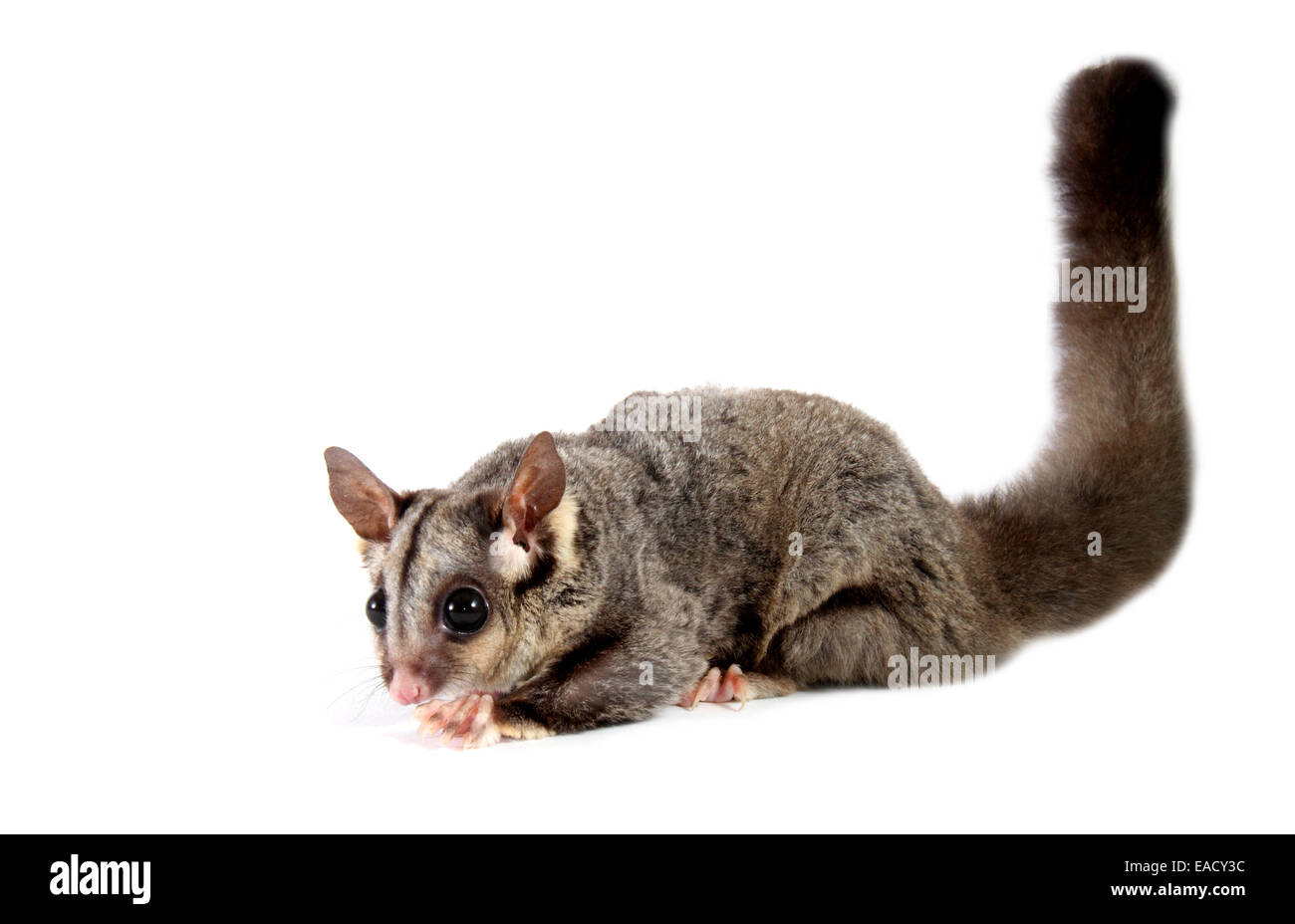 Sugar Glider (Petaurus breviceps) Foto Stock