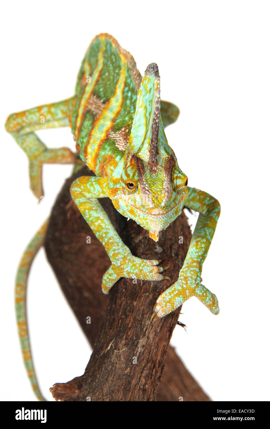 Camaleonte velato o Yemen Chameleon (Chamaeleo calyptratus) Foto Stock