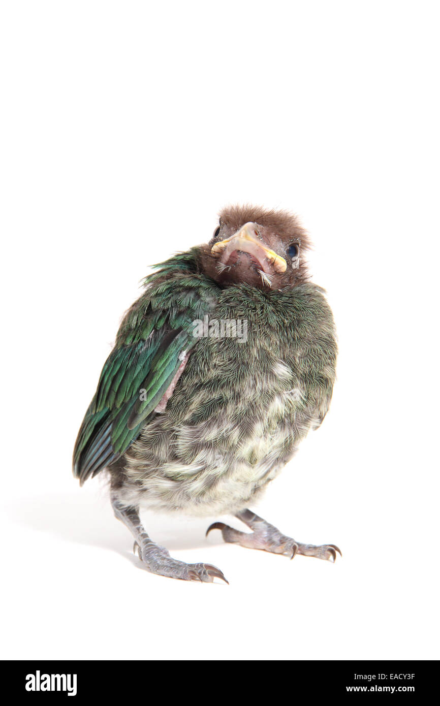 Green Catbird (Ailuroedus crassirostris), chick Foto Stock