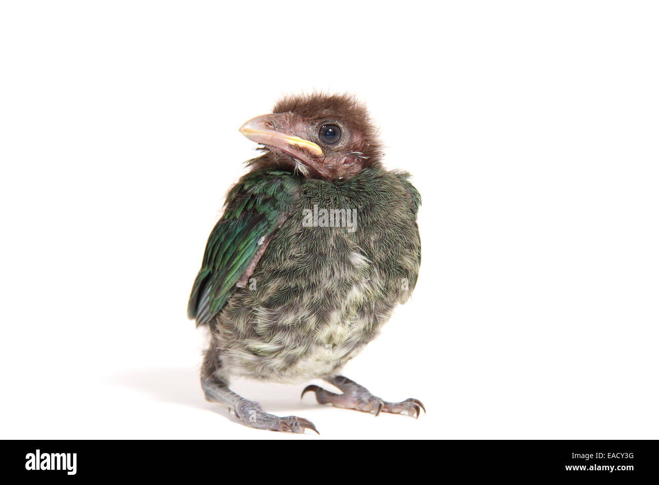 Green Catbird (Ailuroedus crassirostris), chick Foto Stock