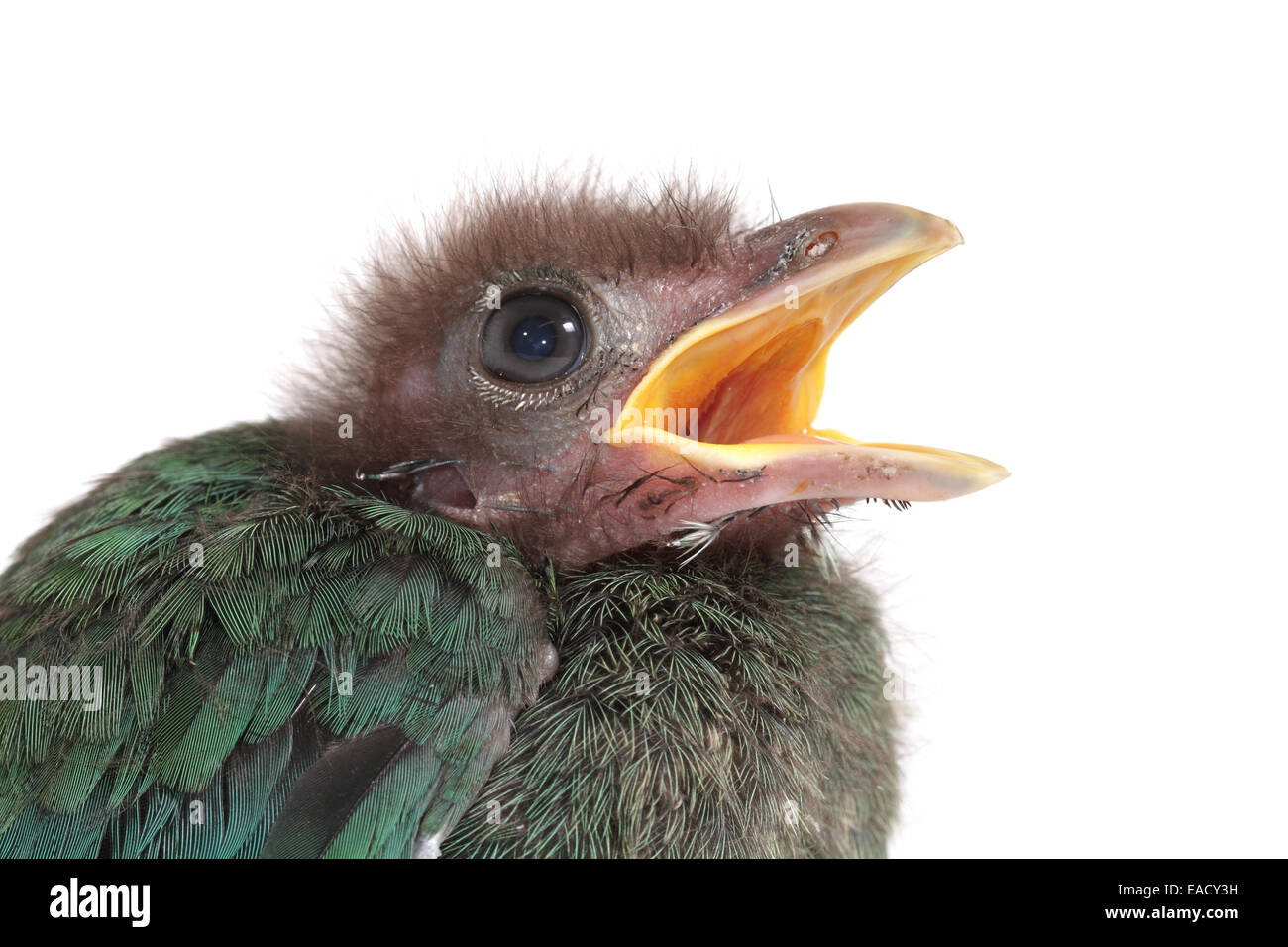 Green catbird (Ailuroedus crassirostris), chick Foto Stock