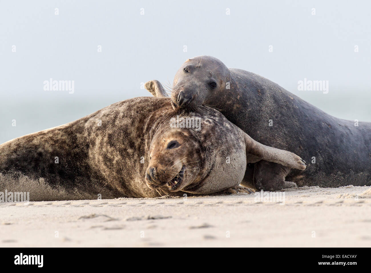 Le foche grigie (Halichoerus grypus), i tori da corrida, Düne Helgoland, Schleswig-Holstein, Germania Foto Stock