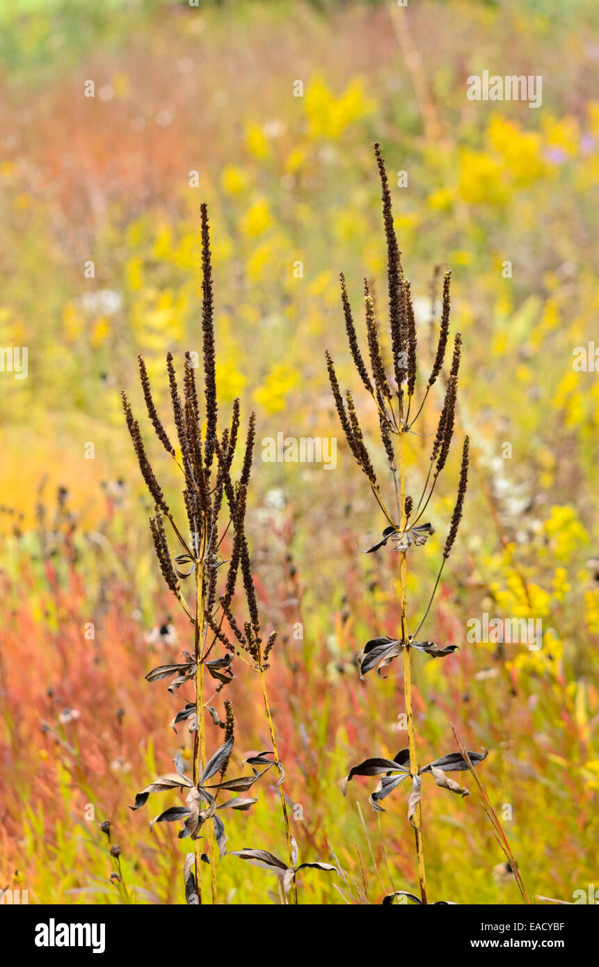 Nero (root veronicastrum virginicum syn. veronica virginica) Foto Stock