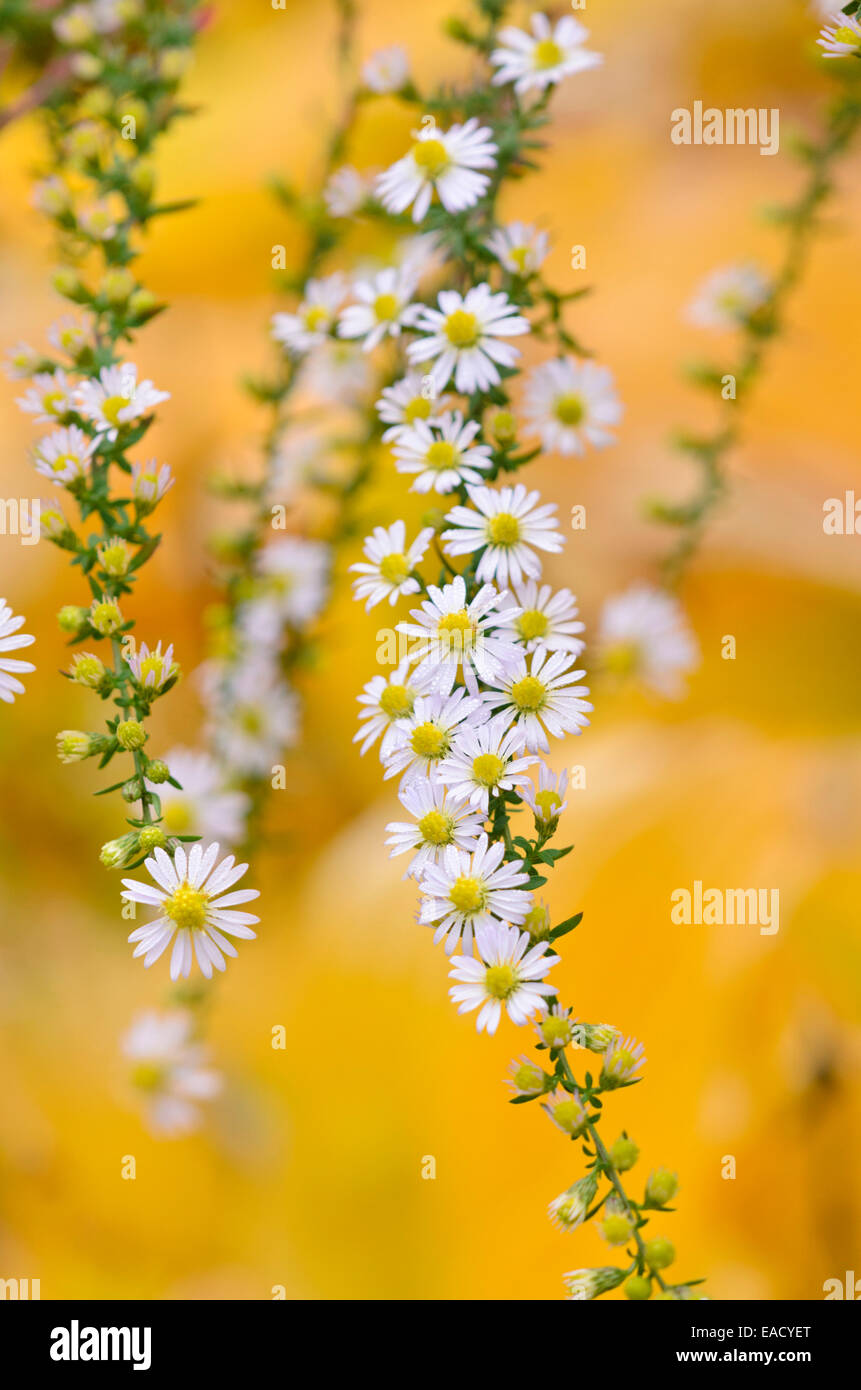 Heath Aster (Aster ericoides) Foto Stock