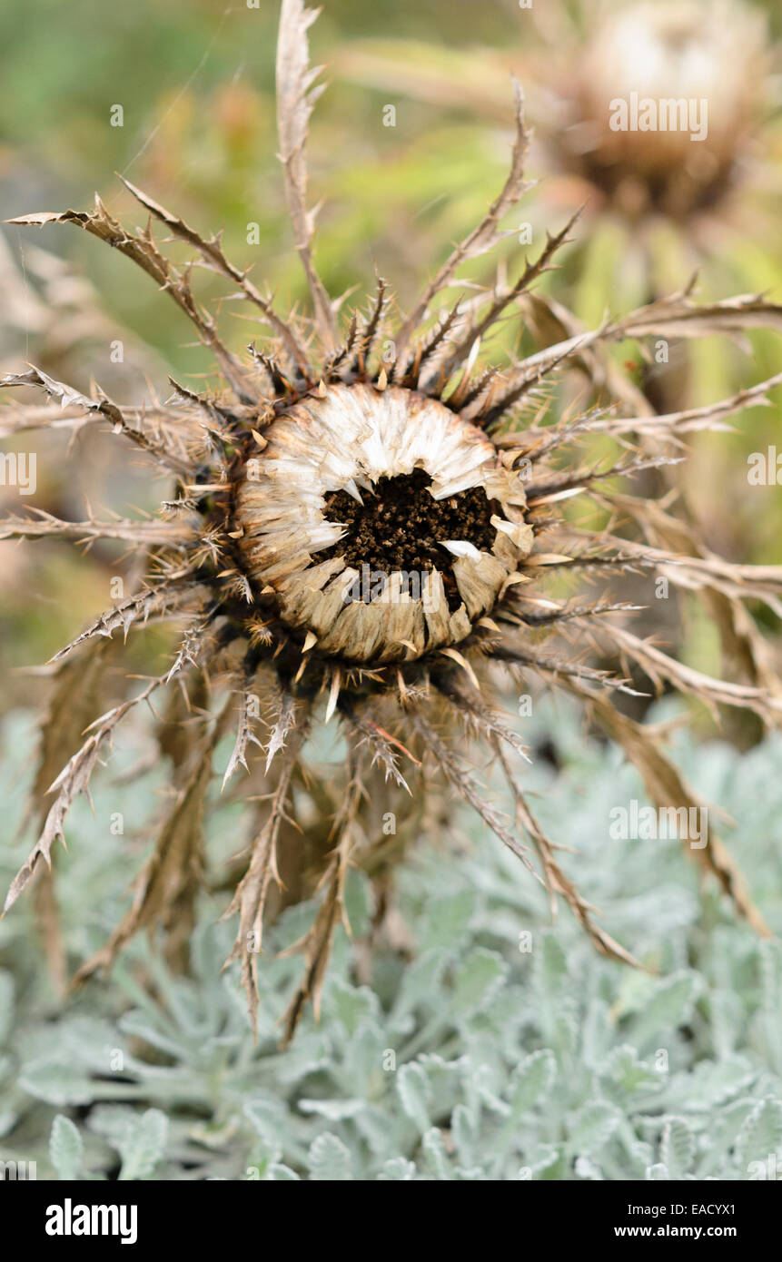 Stemless carline thistle (Carlina acaulis subsp. simplex) Foto Stock