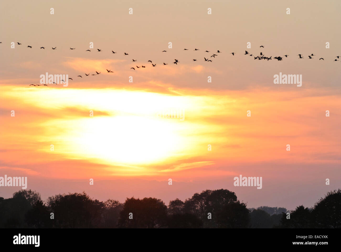 Gru comune (grus grus) Foto Stock