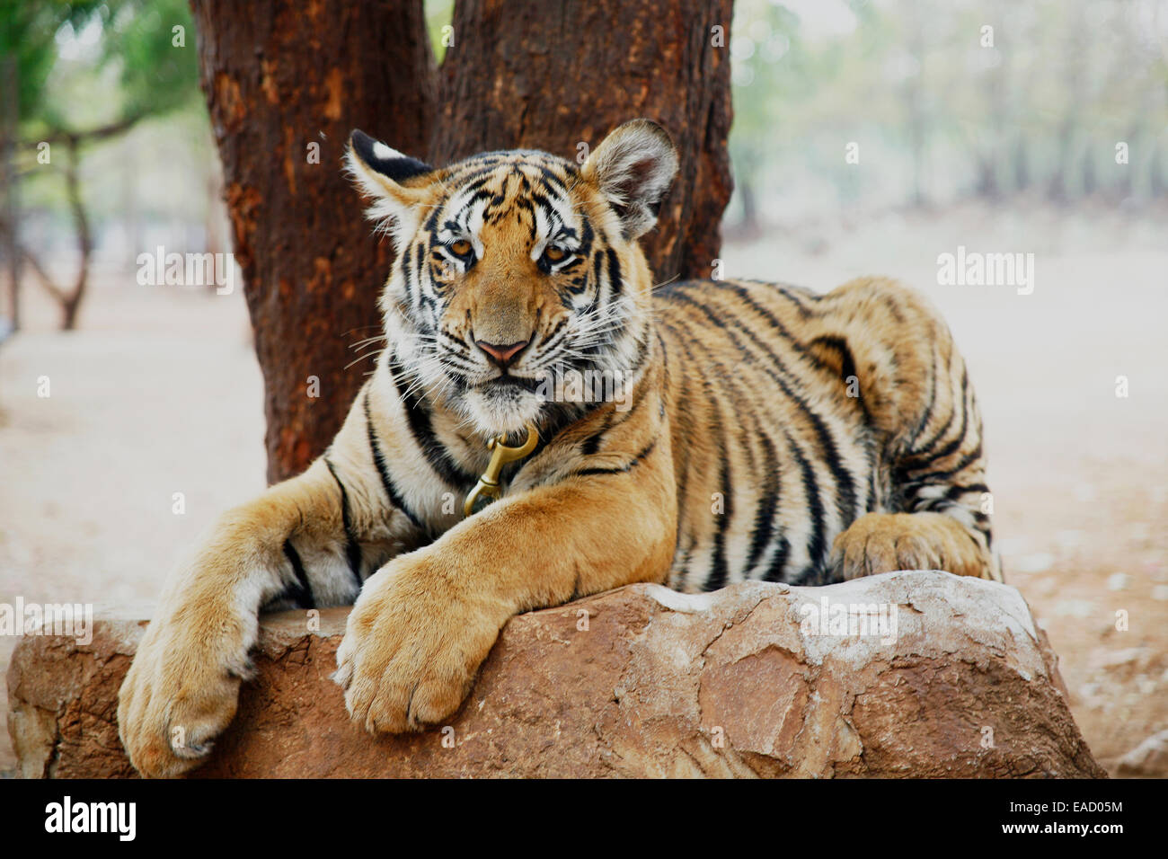 Tiger o tempio Wat Pa Luangta Bua, tigre indocinese (Panthera tigris corbetti), Kanchanaburi Thailandia Foto Stock