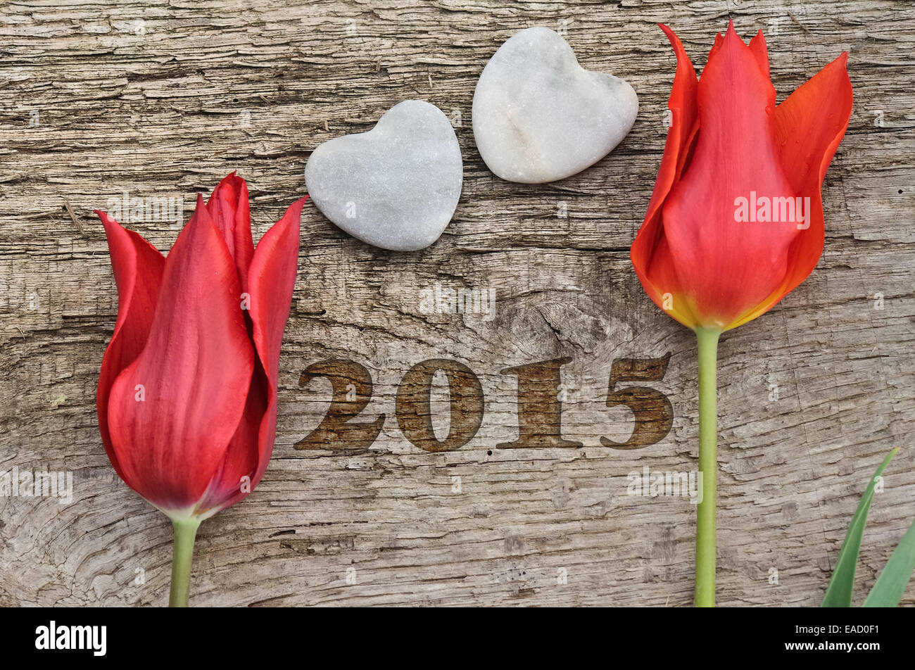 Due tulipani di colore rosso posizionato sul pannello di legno con due cuori di pietra nuovo anno 2015 Foto Stock