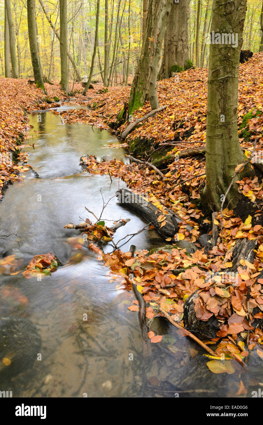 Herthafließ vicino a Eberswalde, nonnenfließ-schwärzetal riserva naturale, Brandeburgo, Germania Foto Stock
