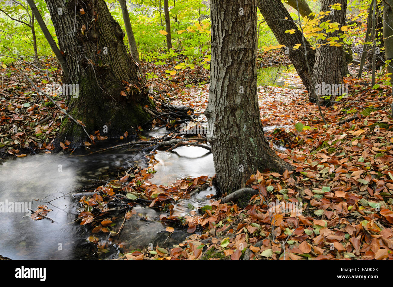 Herthafließ vicino a Eberswalde, nonnenfließ-schwärzetal riserva naturale, Brandeburgo, Germania Foto Stock