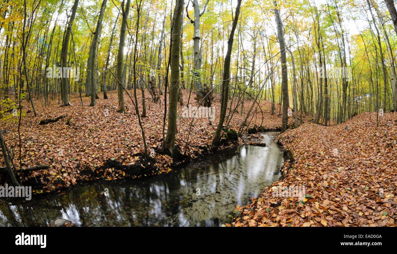 Herthafließ vicino a Eberswalde, nonnenfließ-schwärzetal riserva naturale, Brandeburgo, Germania Foto Stock