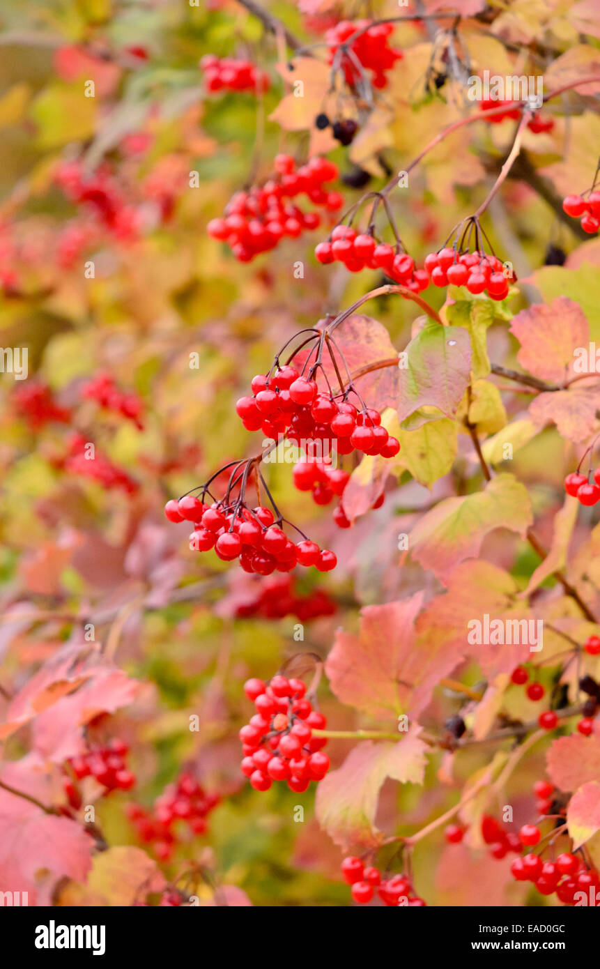 Viburno rose (viburnum opulus) Foto Stock