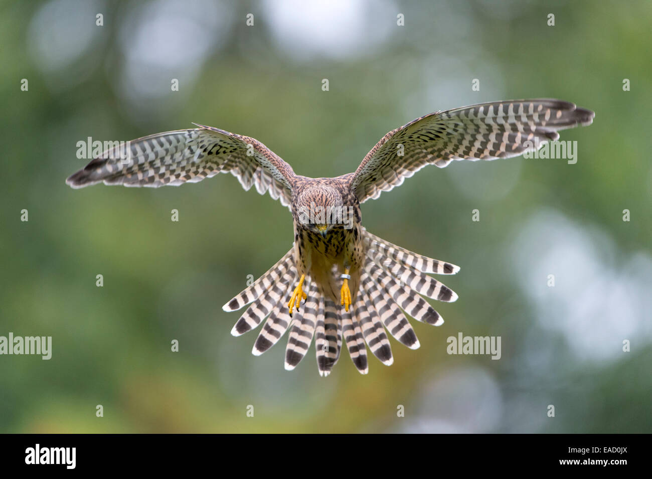 Comune di gheppio (Falco tinnunculus), femmina in volo, Wildpark Neuhaus, Neuhaus Solling im, Bassa Sassonia, Germania Foto Stock