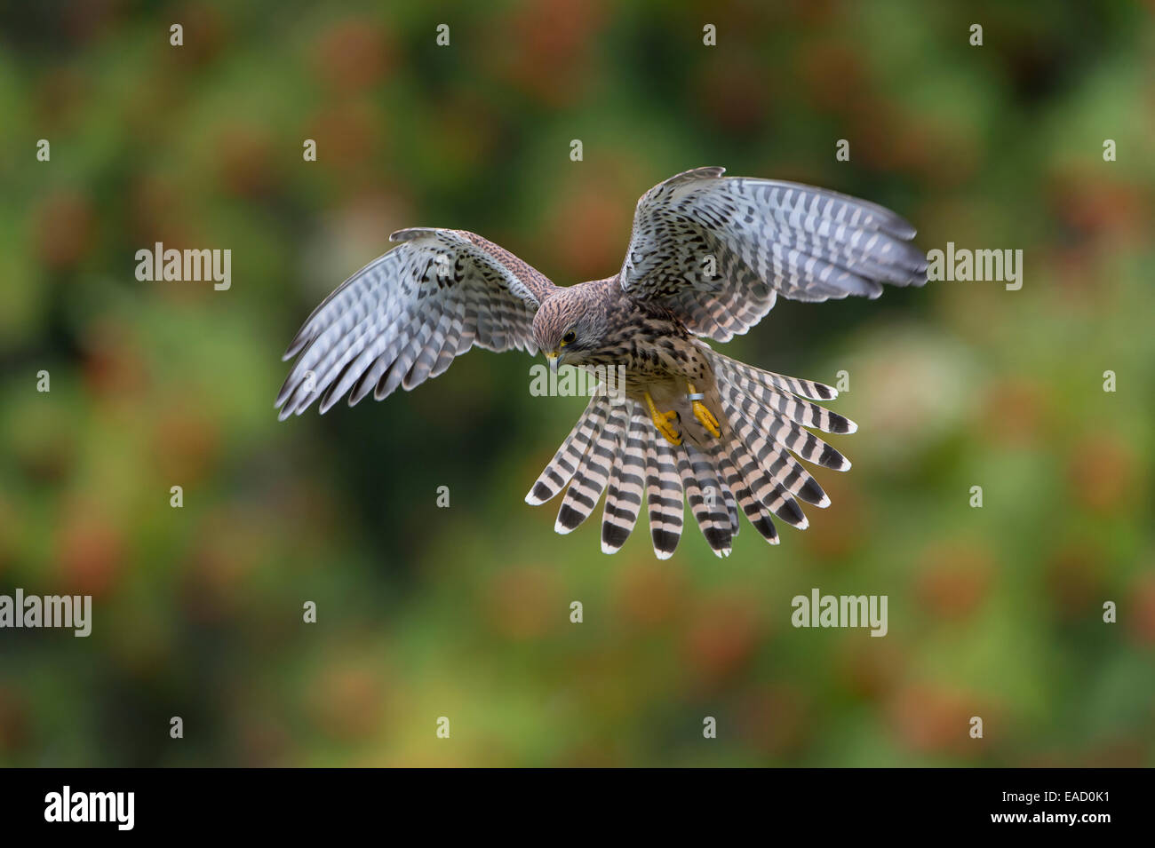 Comune di gheppio (Falco tinnunculus), femmina in volo, Wildpark Neuhaus, Neuhaus Solling im, Bassa Sassonia, Germania Foto Stock