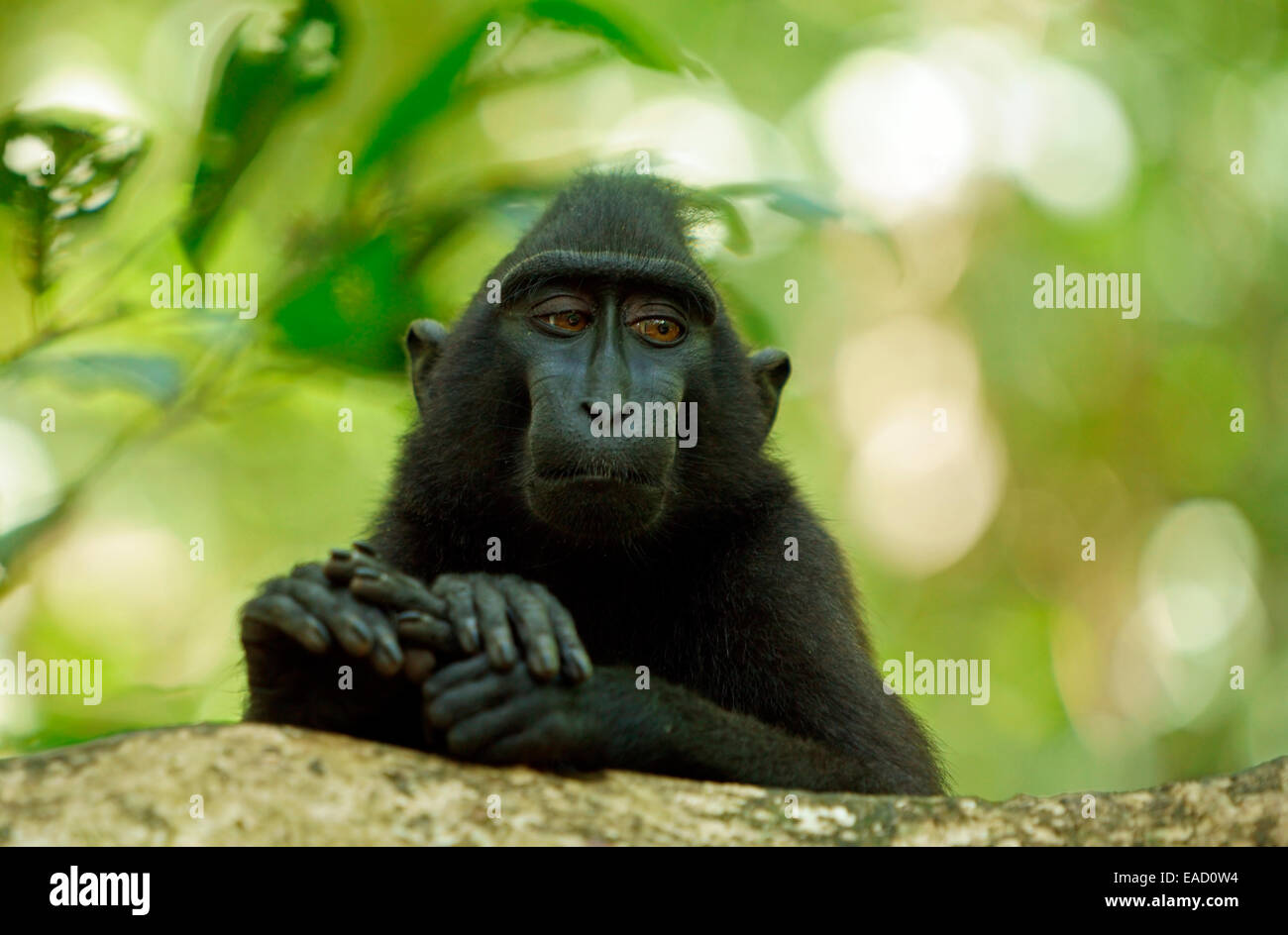 Celebes macaco crestato (Macaca nigra), Tangkoko National Park, Sulawesi, Indonesia Foto Stock