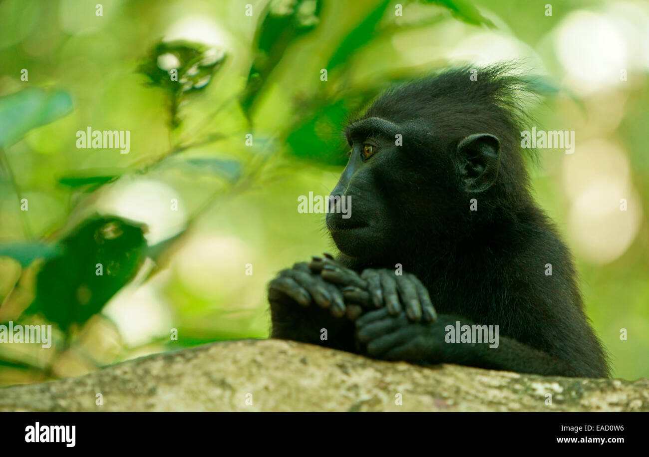 Celebes macaco crestato (Macaca nigra), Tangkoko National Park, Sulawesi, Indonesia Foto Stock