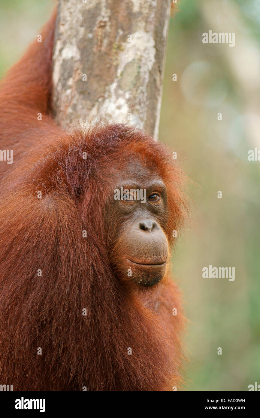 Bornean Orangutan (Pongo pygmaeus), Tanjung messa National Park, Kalimantan centrale, Borneo, Indonesia Foto Stock