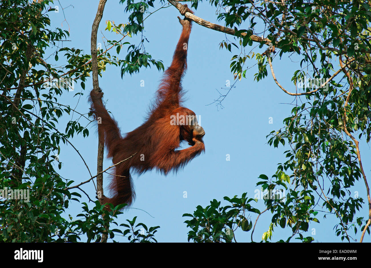 Bornean Orangutan (Pongo pygmaeus), Tanjung messa National Park, Kalimantan centrale, Borneo, Indonesia Foto Stock