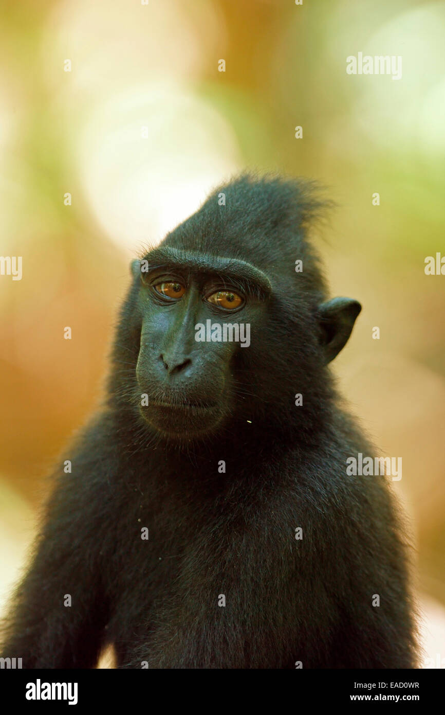 Celebes macaco crestato (Macaca nigra), Tangkoko National Park, Sulawesi, Indonesia Foto Stock
