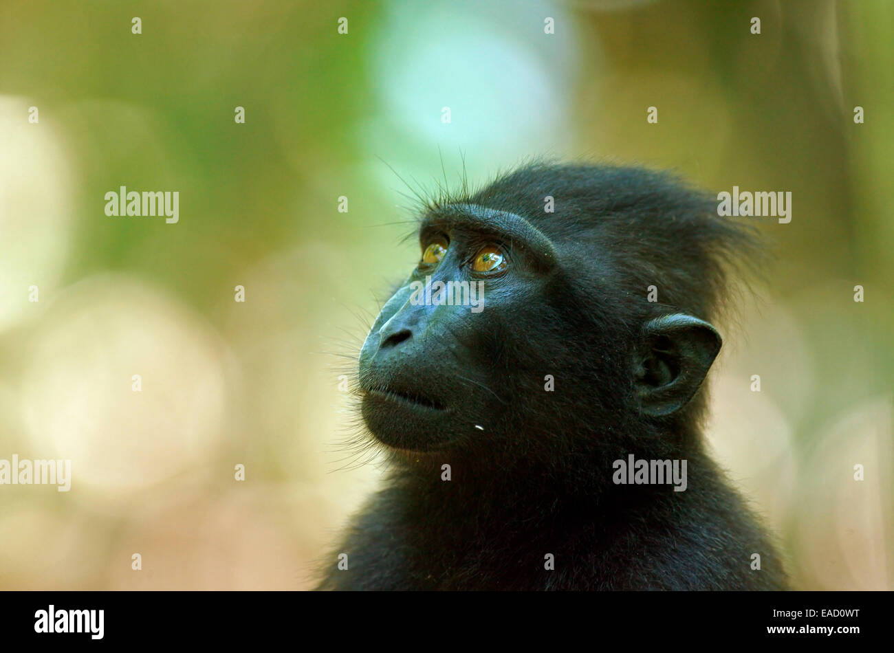 Celebes macaco crestato (Macaca nigra), Tangkoko National Park, Sulawesi, Indonesia Foto Stock