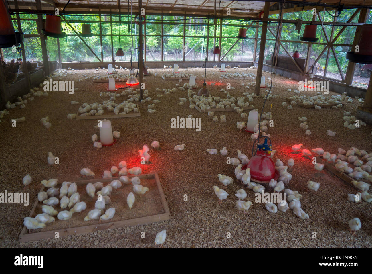 Pulcini su un allevamento di polli, Denis Island, Seicelle Foto Stock