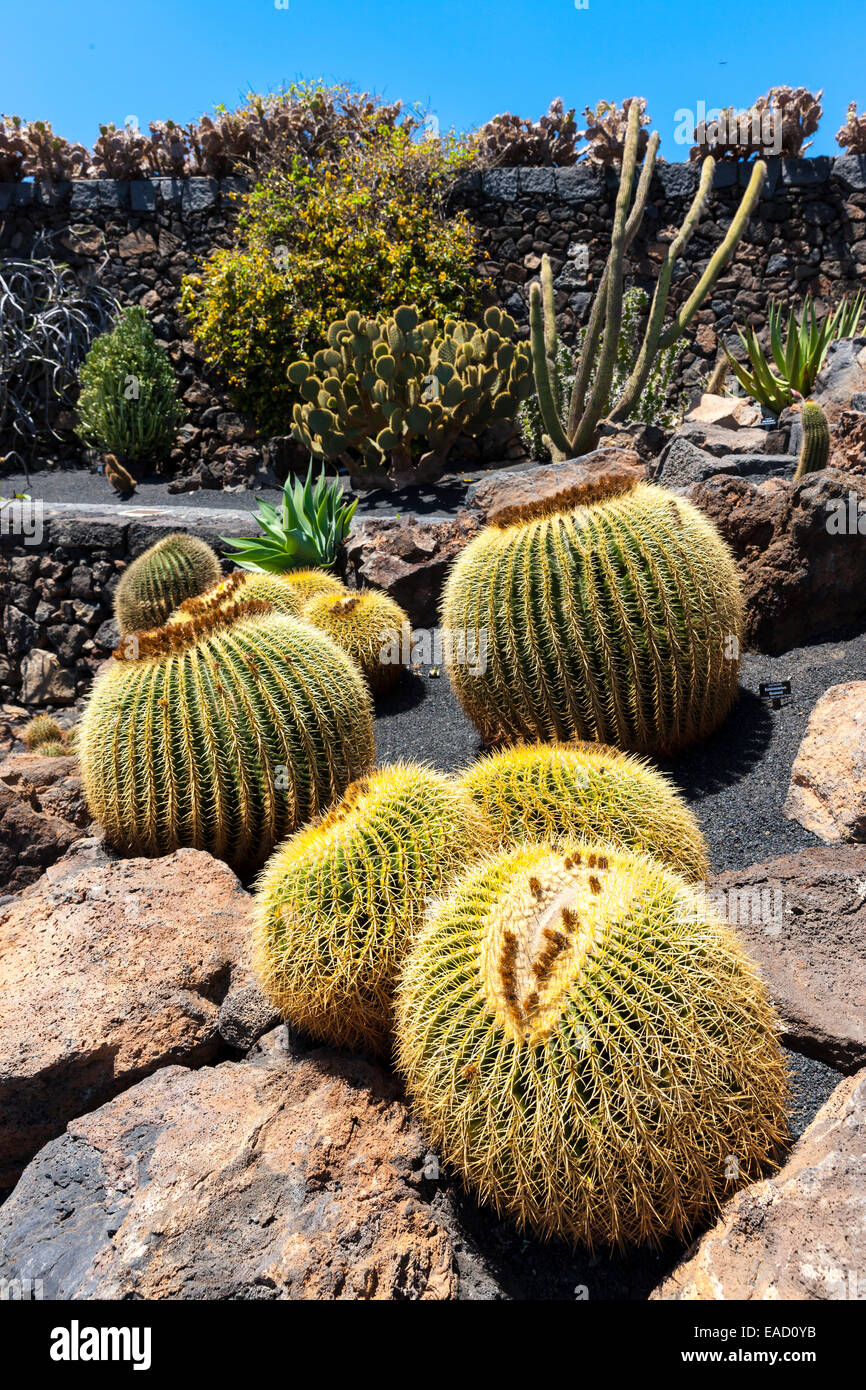 Canna gigante Cactus (Echinocactus platyacanthus), Guatiza, Lanzarote, Isole Canarie, Spagna Foto Stock