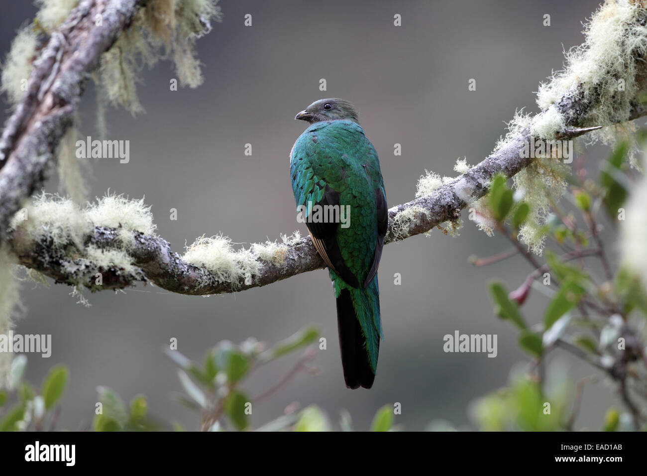 Risplendente Quetzal, Pharomachrus moccino, femmina Foto Stock