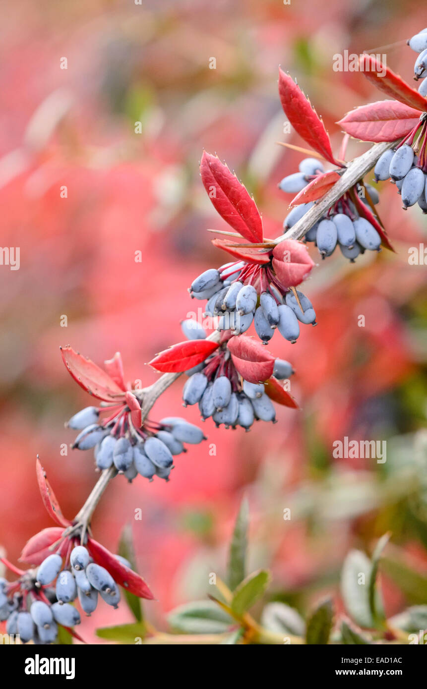 Wintergreen Crespino (berberis julianae) Foto Stock