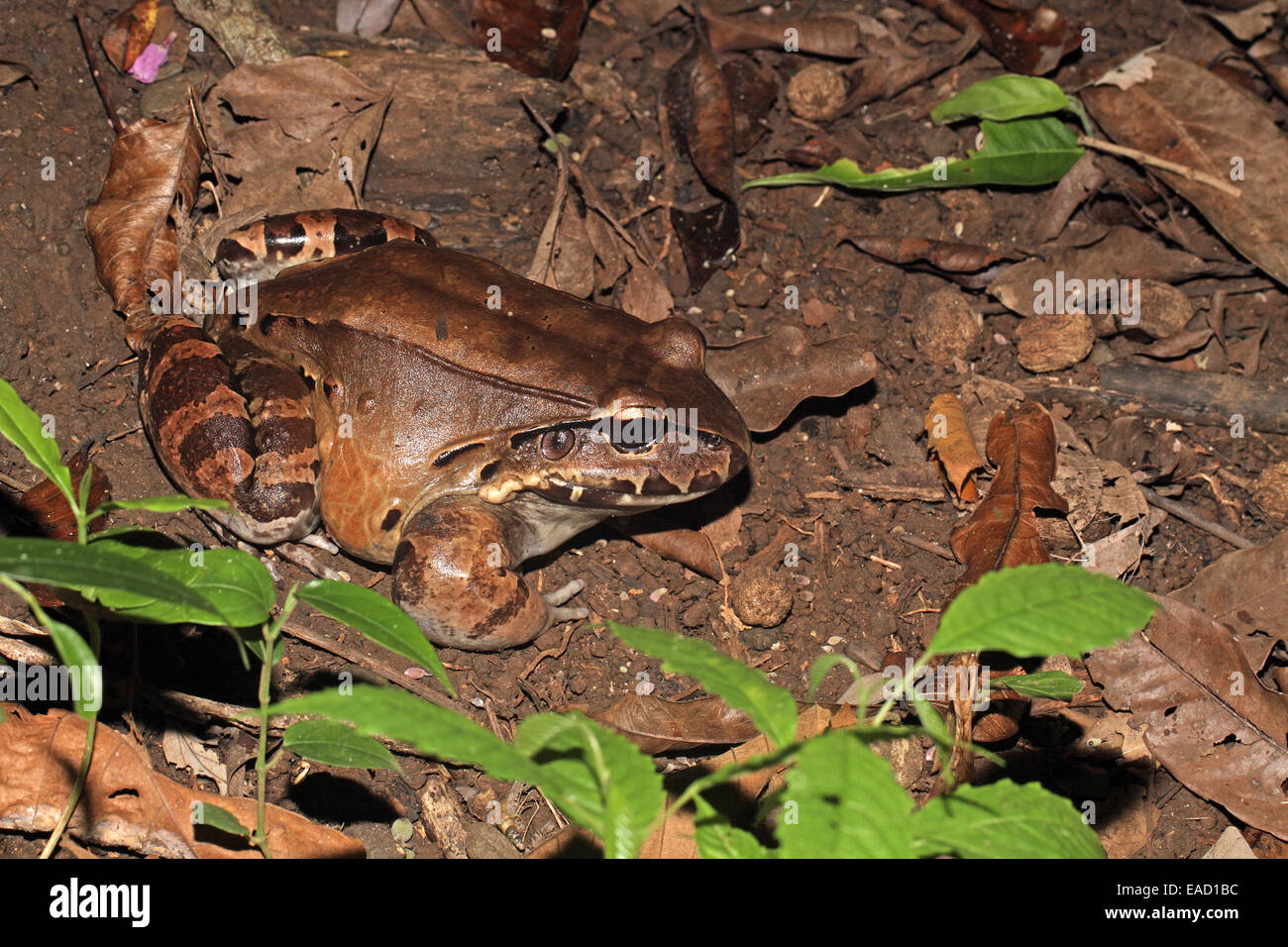 Savage sottile-toed Rana, Leptodactylus savegei Foto Stock