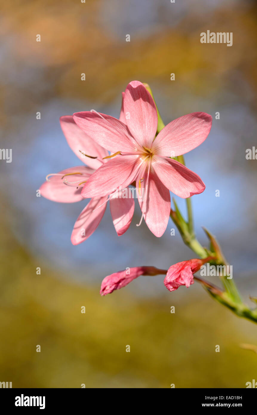 Fiume lily (hesperantha coccinea 'Rosea' syn. schizostylis coccinea 'Rosea') Foto Stock