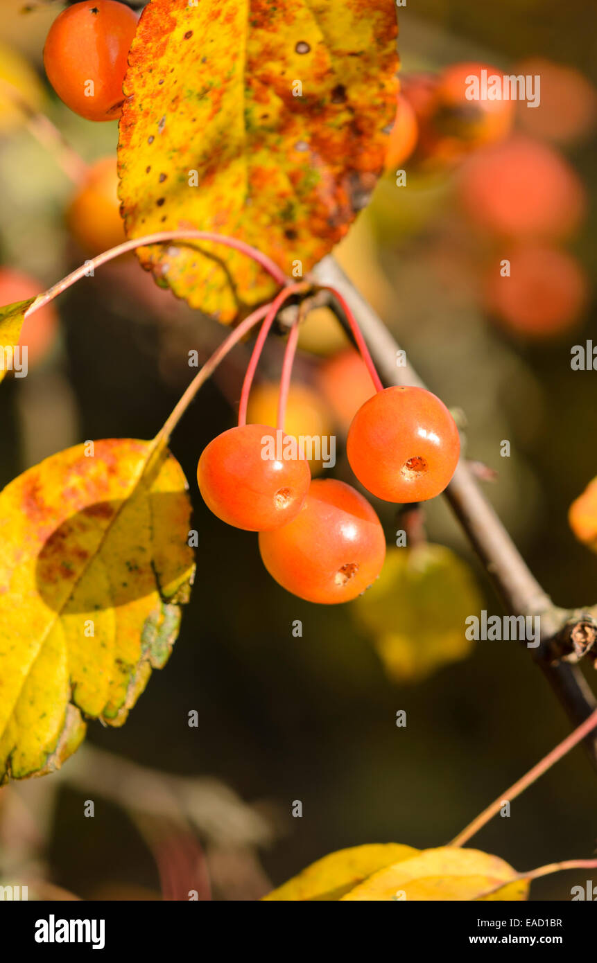 Crab Apple (malus x zumi 'professore sprenger') Foto Stock