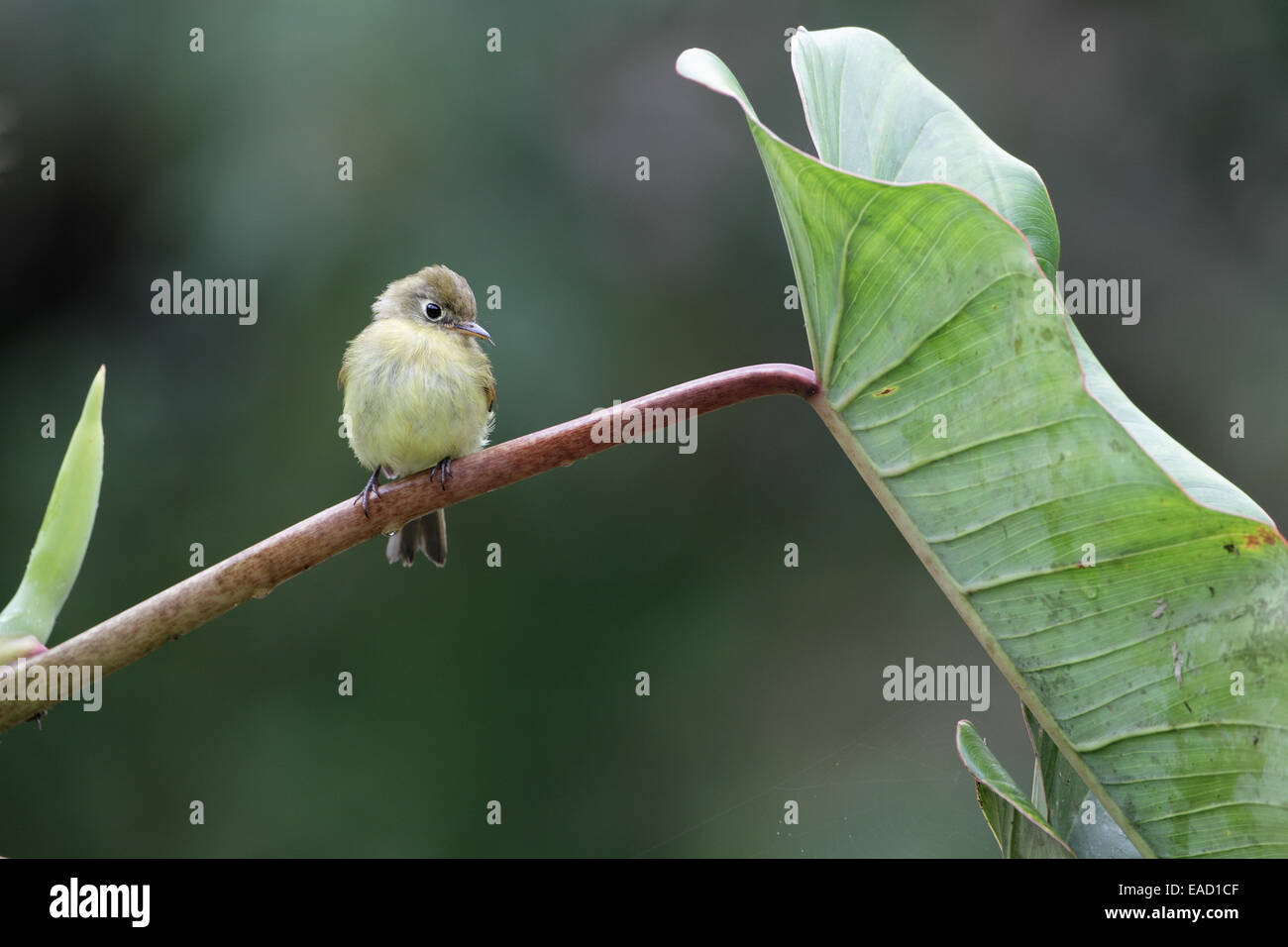 Flycatcher giallastro, Empidonax flavescens Foto Stock